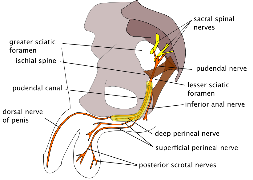 Lateral view illustration of the male pelvis showing the sacral spinal nerves, pudendal nerve, dorsal nerve of penis, scrotal nerves, and associated perineal branches.